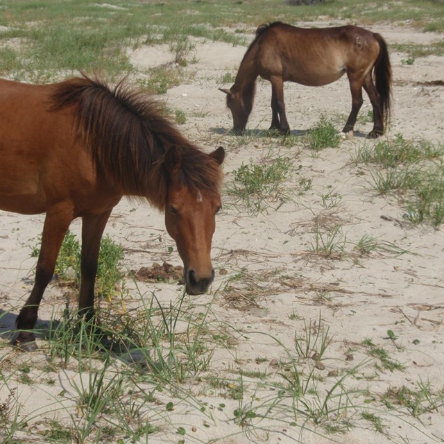 Wild Horses of Shackleford Banks