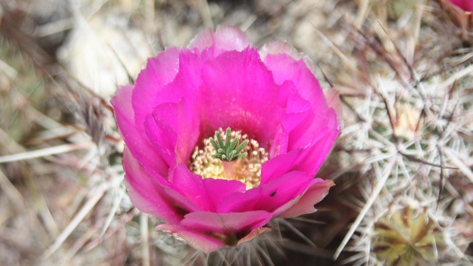 Bright pink bloom of a hedgehog cactus