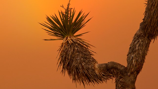 silhouette of a Joahua tree limb at sunset