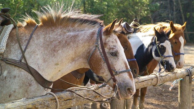 Four horses hitched up to a hitching rail