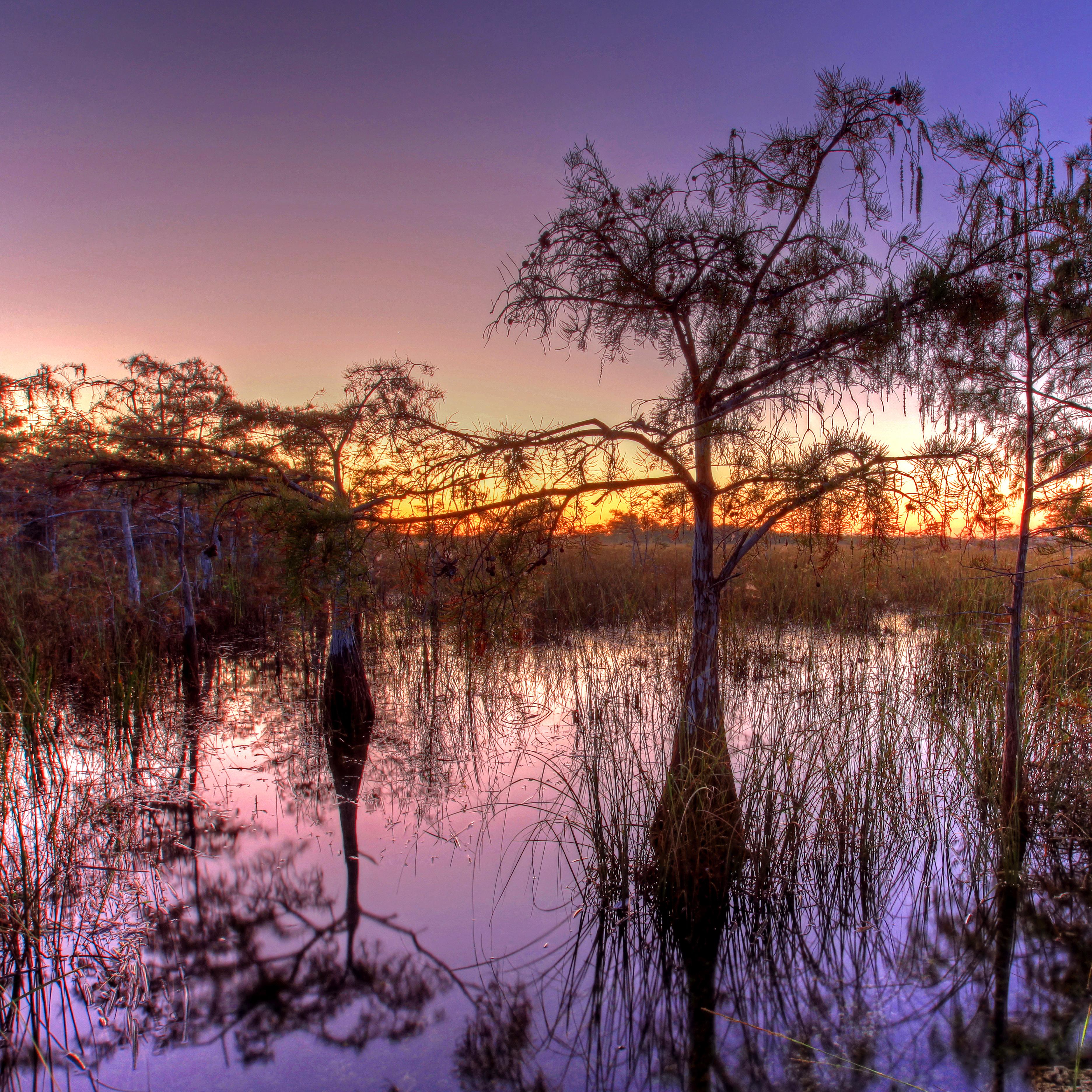 Everglades National Park at sunset with a purple sky 