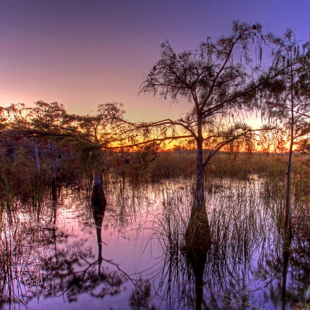 Everglades National Park at sunset with a purple sky 