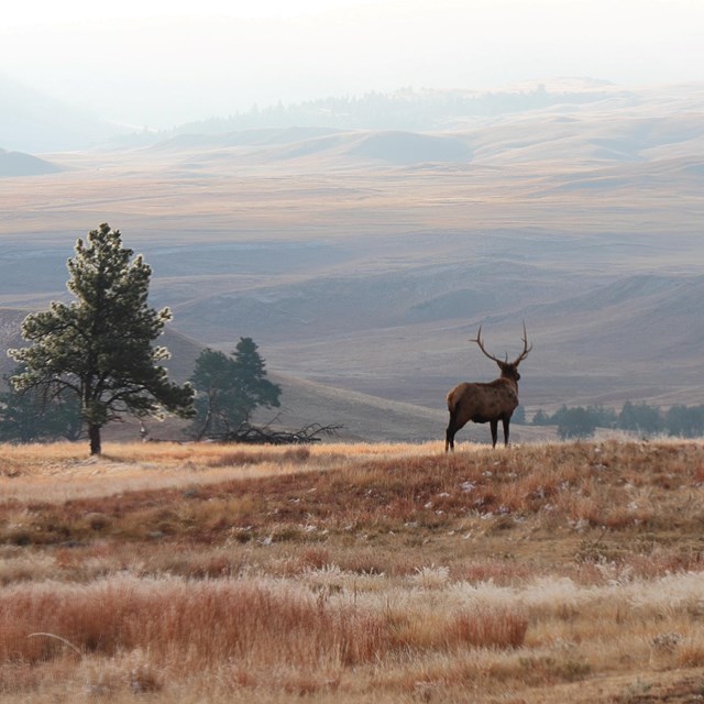 a bull elk looks out onto a misty hillside