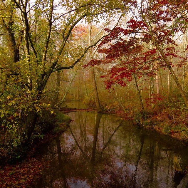 trees with fall colored leaves line a winding creek 