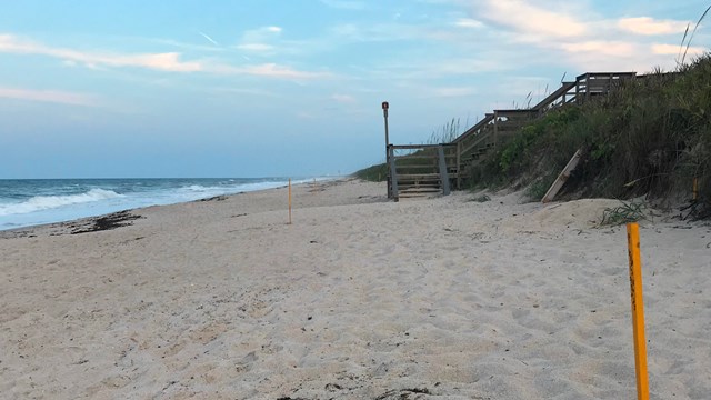 Sea Turtle Nest Monitoring At The Seashore