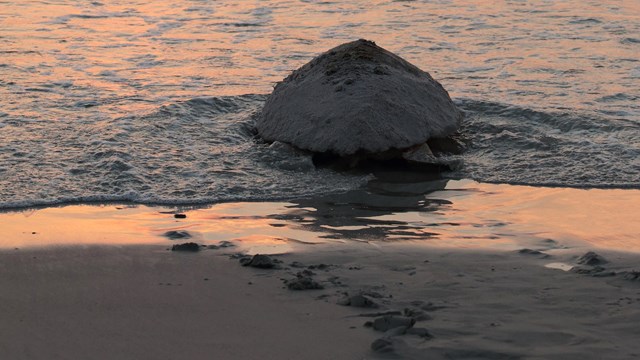 Sea turtle entering the ocean.