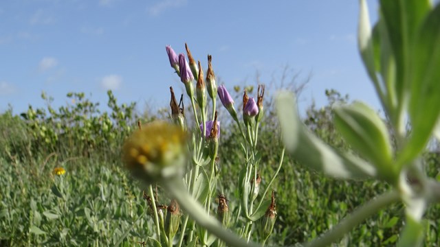 Backdune Habitat Up Close