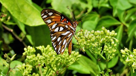 A Gulf Fritillary Butterfly