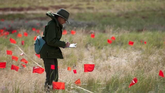 a ranger stands in a field with several small red flags 