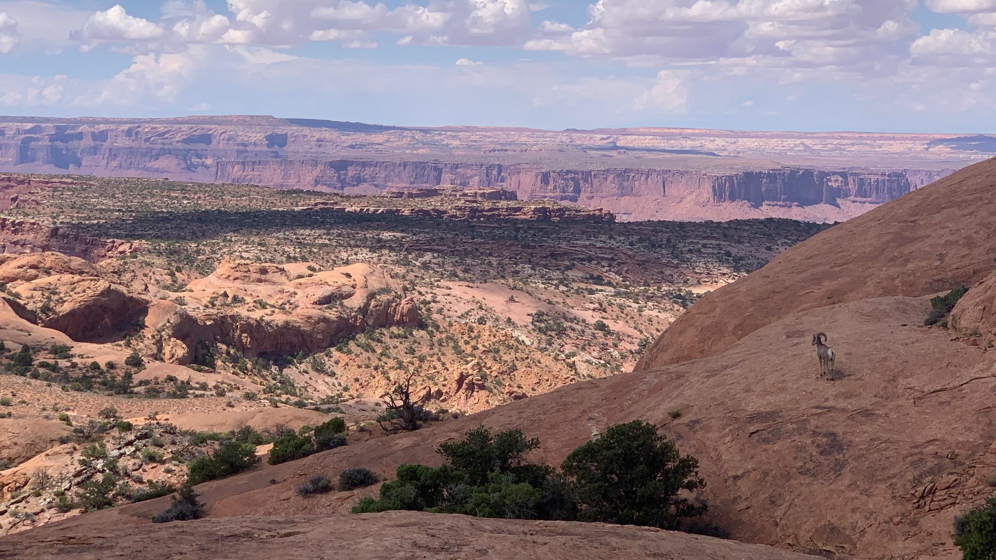 A bighorn sheep on a mesa in the desert