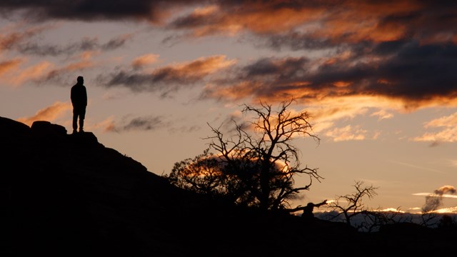 silhouette of person beside shrubs gazing toward pink and grey sunset clouds