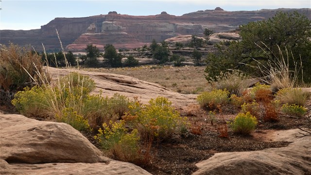 yellow flowering plants grow amid tan bedrock; red buttes and small trees in distance