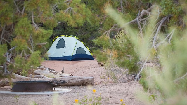 A tent in a campground among trees and grasses