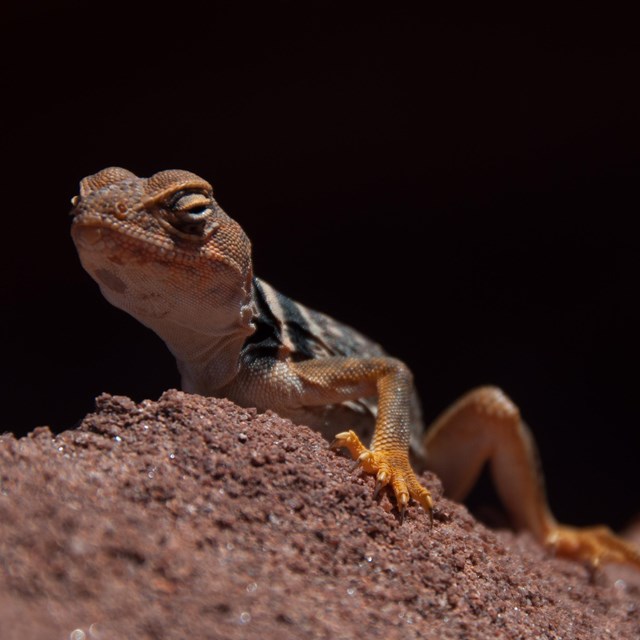 a yellowish lizard with a long tail basks on a rock surface
