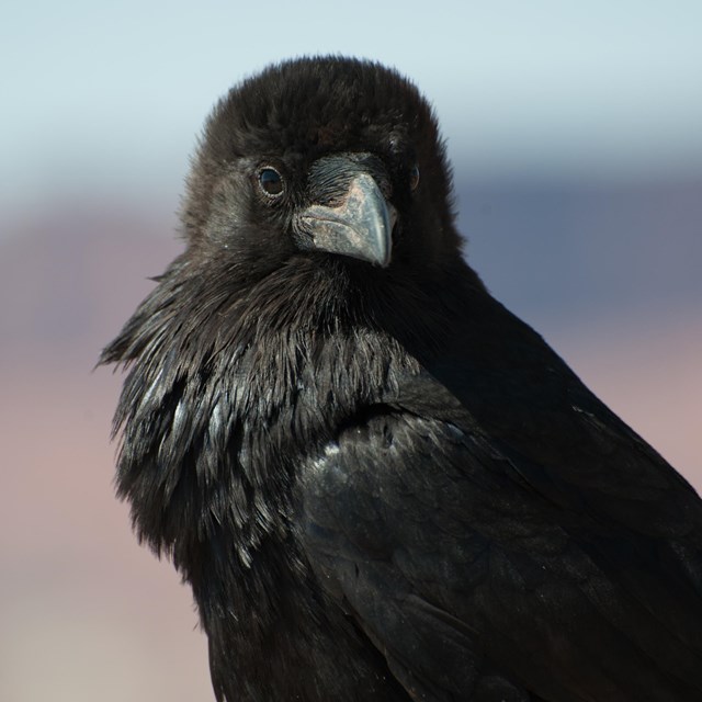 a black raven