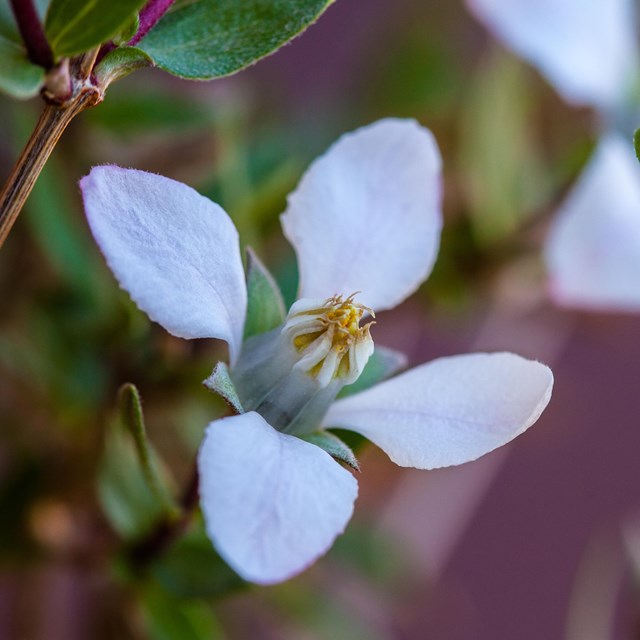 a white, four-petaled flower