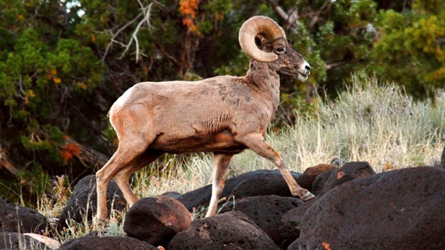Large bighorn ram with curled horn stepping on black boulders with trees in background.