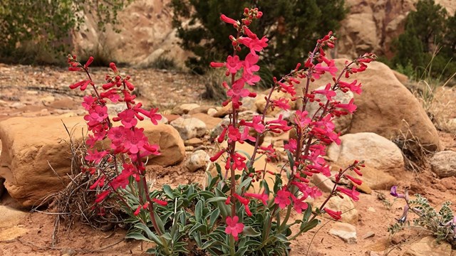 Pinkish red flowers on long green stems, with green leaves at the base.