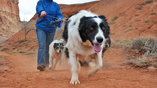 Black and white long-haired dog with a woman walking it and another dog on a leash.