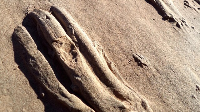 Tree-toed proto-dinosaur swim smears fossilized in mud. 