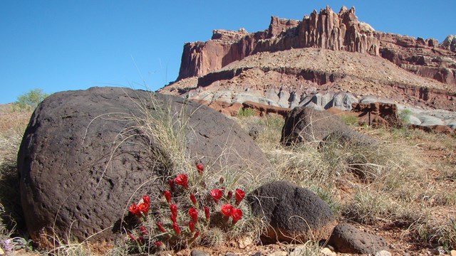 Large, rounded black boulders with red cactus flowers in foreground and large red sandstone cliffs a