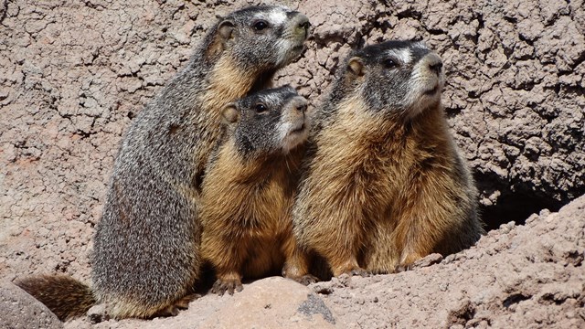 Three furry marmots in brown dirt all looking the same direction.