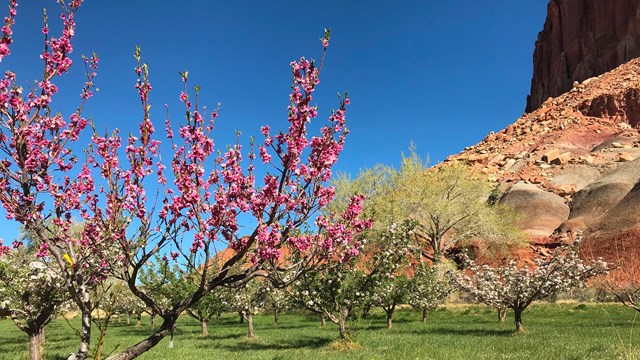 Rows of flowering trees with pink and white blossoms.