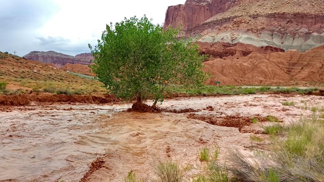 Flash flood in Sulphur Creek in Capitol Reef National Park