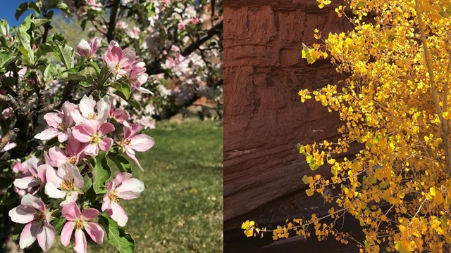 Two images. Left: pink apple blossoms on a tree branch. Right: Yellow leaves on a tree