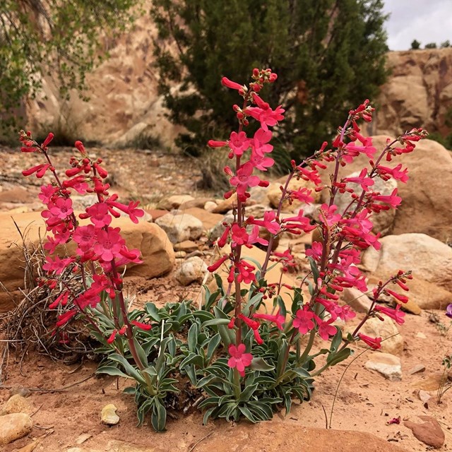 Pinkish red flowers on long green stems, with green leaves at the base.