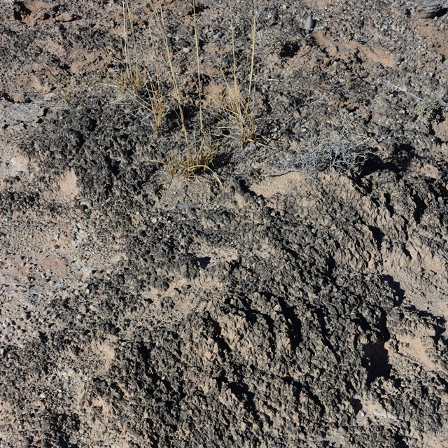 Bumpy black crust covering ground, with a few grasses mixed in. 