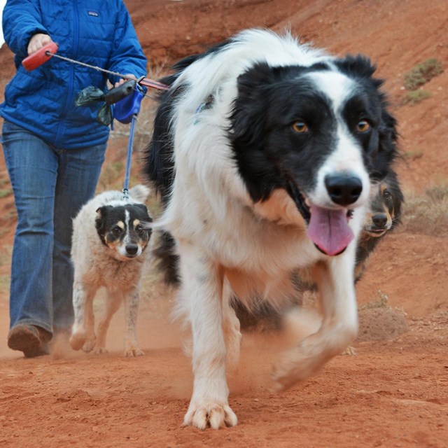 Black and white long-haired dog with a woman walking it and another dog on a leash.