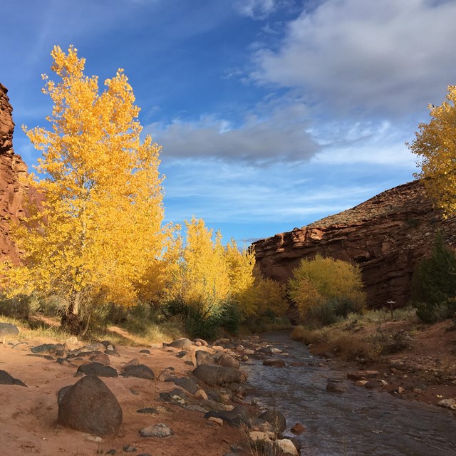 Creek in canyon with cliffs, yellow cottonwood trees, and blue sky.