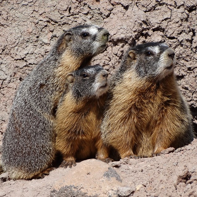 Three furry marmots in brown dirt all looking the same direction.
