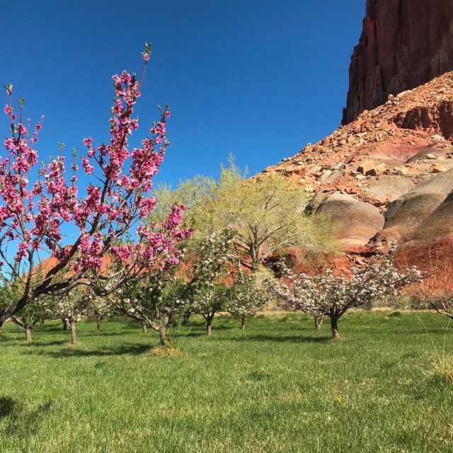 Rows of flowering trees with pink and white blossoms.