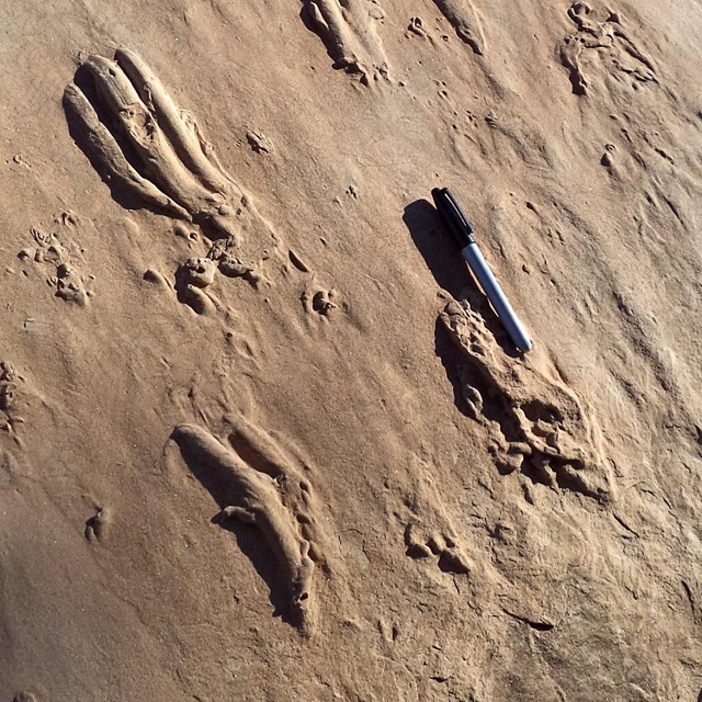 Raised, three lines that indicate three-toed animal track in mud, with a pen for scale.