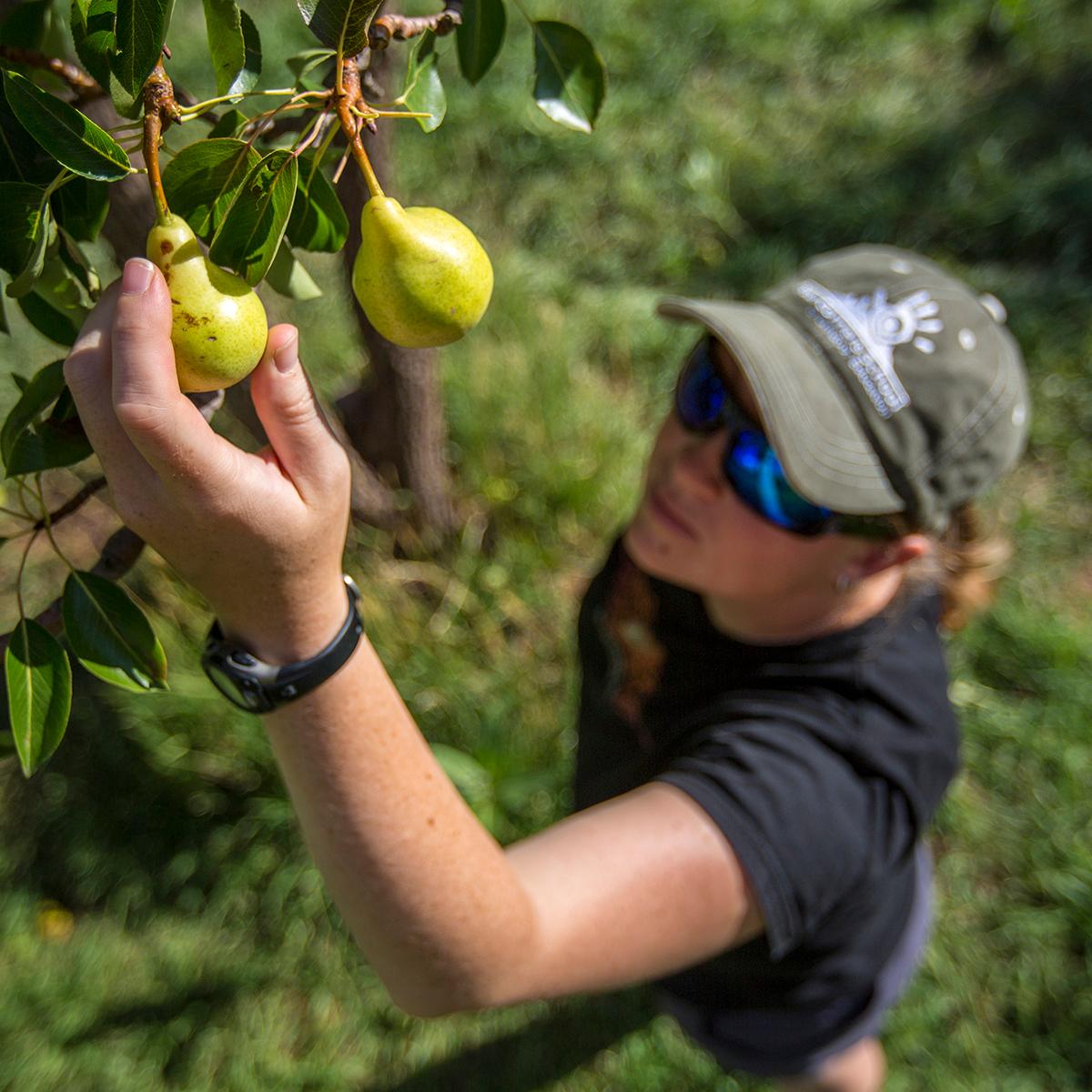 Visitor picking fruit in an orchard open for picking