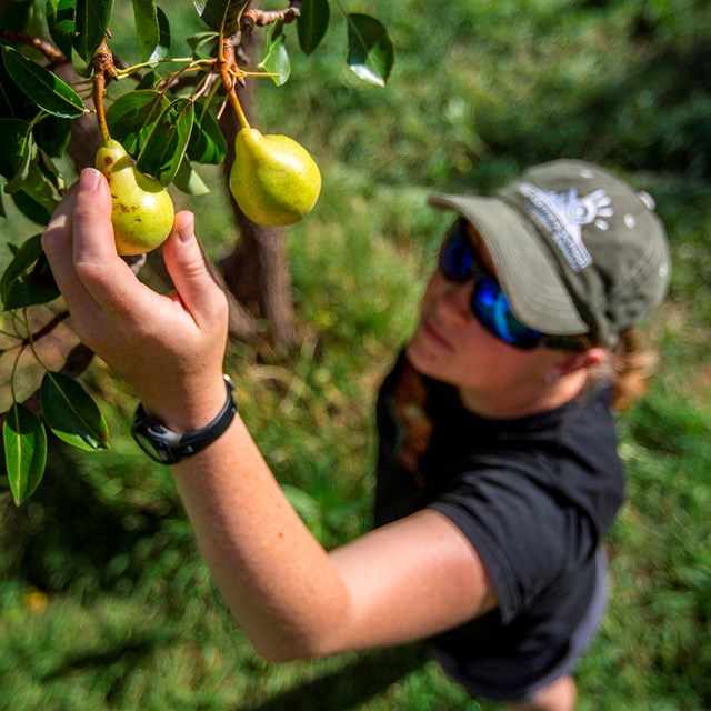 Visitor picking fruit in an orchard open for picking