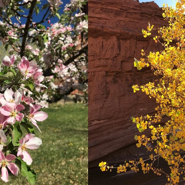 Two images. Left: pink apple blossoms on a tree branch. Right: Yellow leaves on a tree