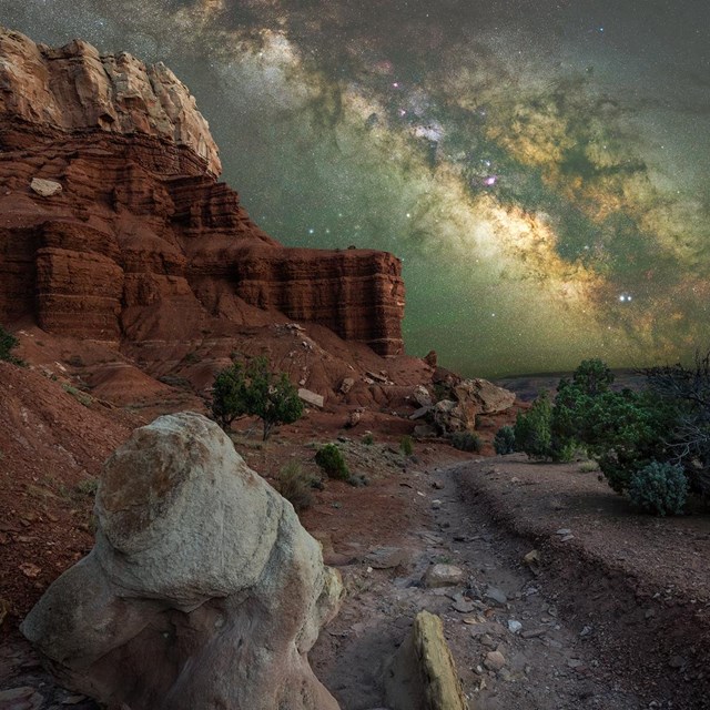 the milky way with silhouettes of plants in the foreground