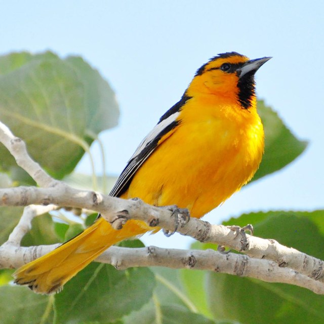 A yellow bird with black and white wings and a black beak perched on a branch with green leaves