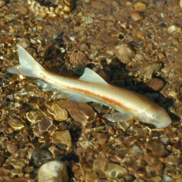 A cream colored fist with an orange striped across its side in shallow water with pebbles