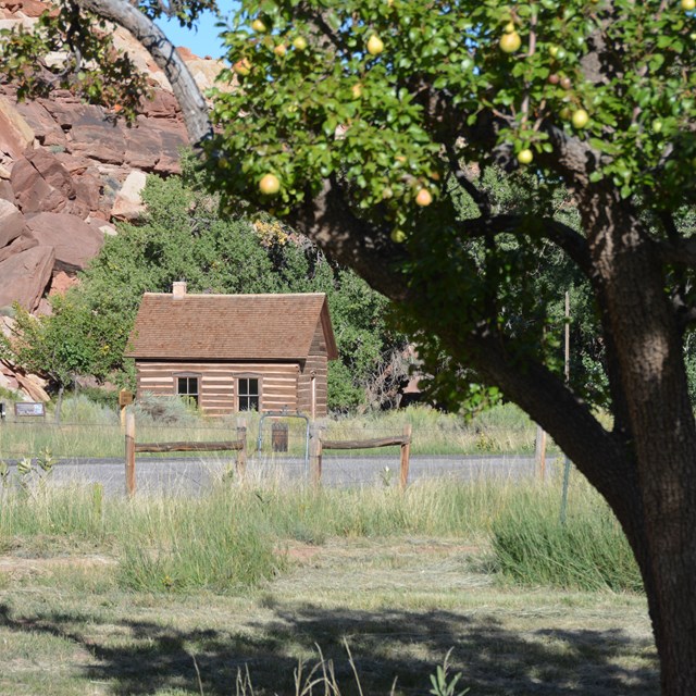 Tree with green leaves, light greenish red pears in front of a log building with rocky slopes behind