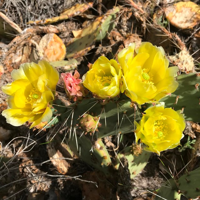 Four large, bright yellow flowers on cactus with flat, vertical green pads. 