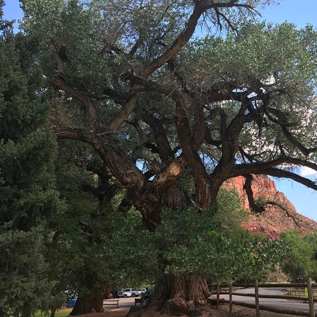 Very large tree with branches stretching over road, with cliffs in background. 