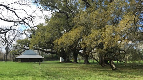 A distant view of the large Live Oaks with the blacksmith shop in the background.  