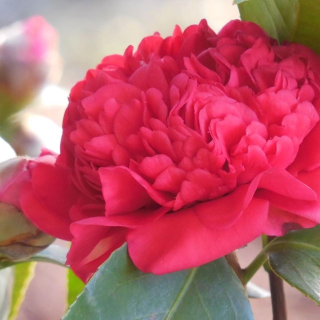 flower / camilla hot pink