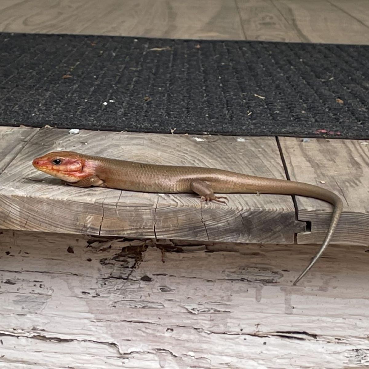 Skink on step
