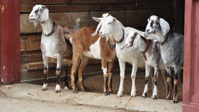Four goats stand in a barn doorway!