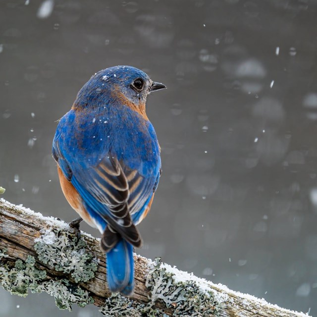 A bluebird sits on a branch